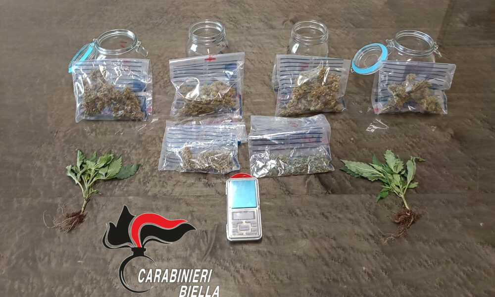 Coltivava marijuana nella serra di casa: nei guai un 35enne biellese