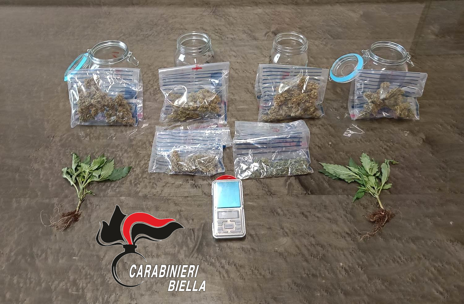 Coltivava marijuana nella serra di casa: nei guai un 35enne biellese