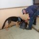 Controlli antidroga all’Itis: in azione anche il fiuto del cane Lana