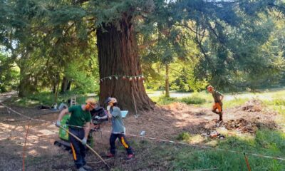 Quattro esperti hanno curato la sequoia