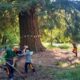 quatto esperti hanno curato la sequoia