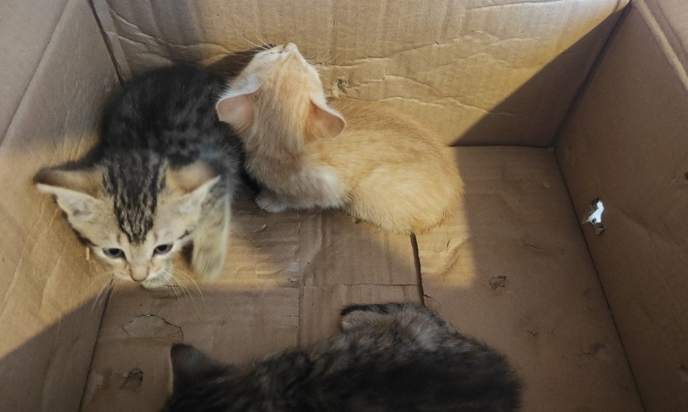 Gattini buttati in uno scatolone come fossero spazzatura