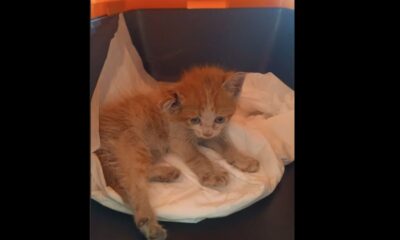 Salvato all’Esselunga un gattino abbandonato