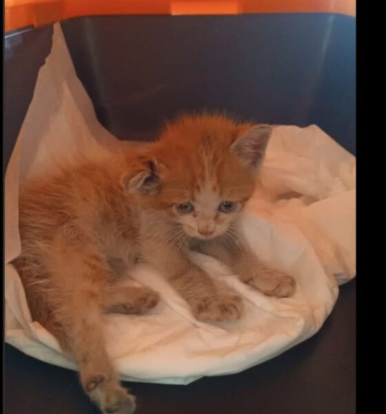 Salvato all’Esselunga un gattino abbandonato