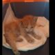 Salvato all’Esselunga un gattino abbandonato