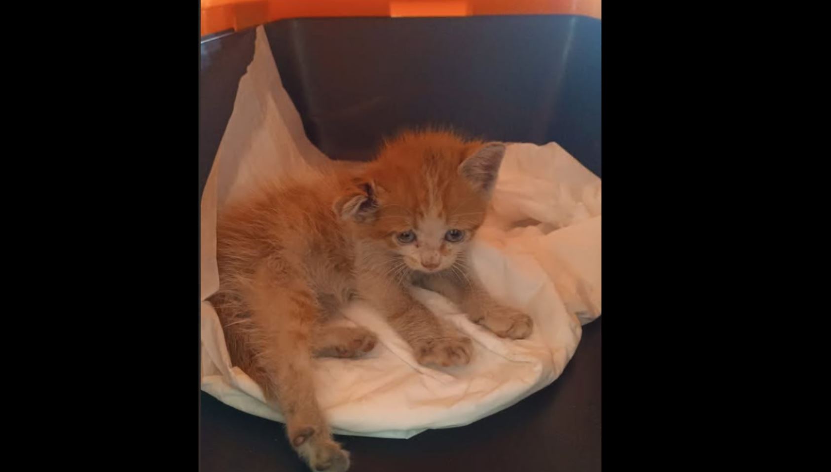 Salvato all’Esselunga un gattino abbandonato