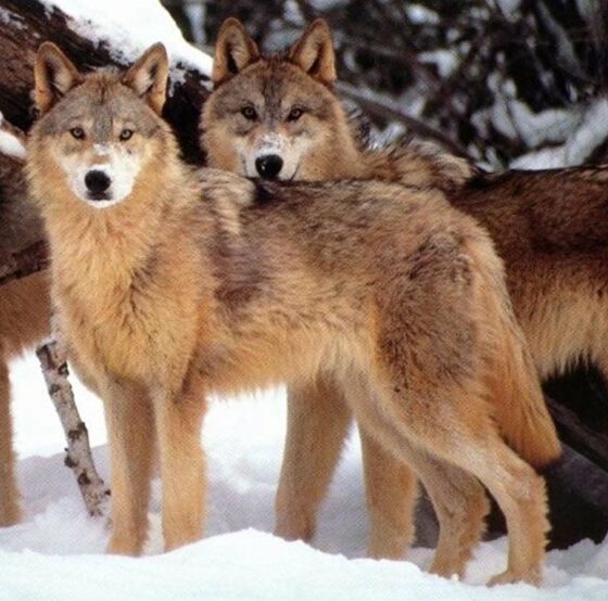 gli animalisti non ci stanno