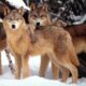 gli animalisti non ci stanno