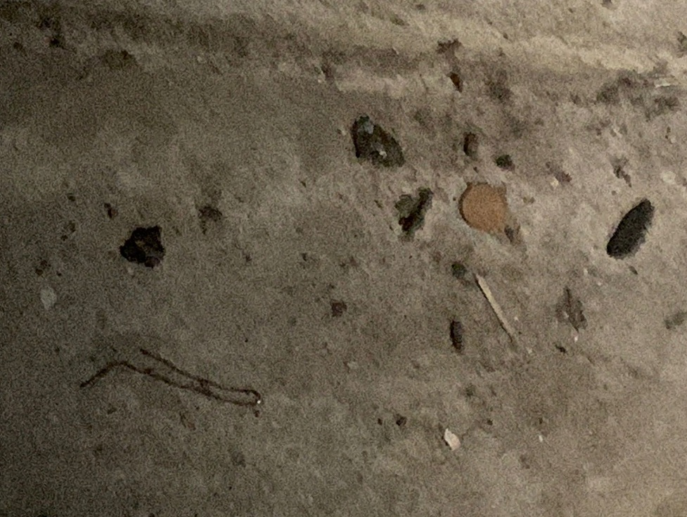 Case popolari, cantine invase da topi morti: «Odore nauseabondo»