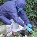 Trovati resti di cinghiali macellati