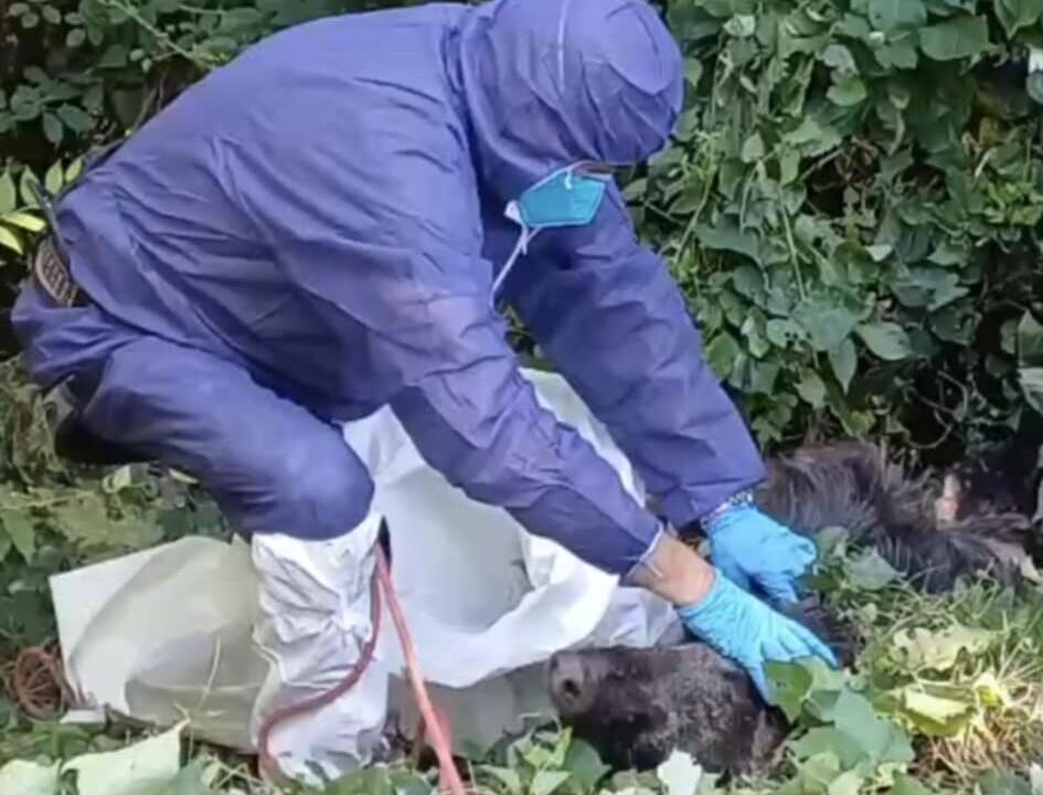 Trovati resti di cinghiali macellati