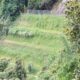 burcina
