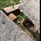 «L’area cani di Chiavazza è pericolosa»