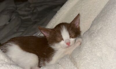 gattino smarrito a biella