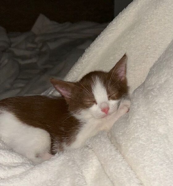 gattino smarrito a biella