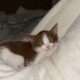 gattino smarrito a biella