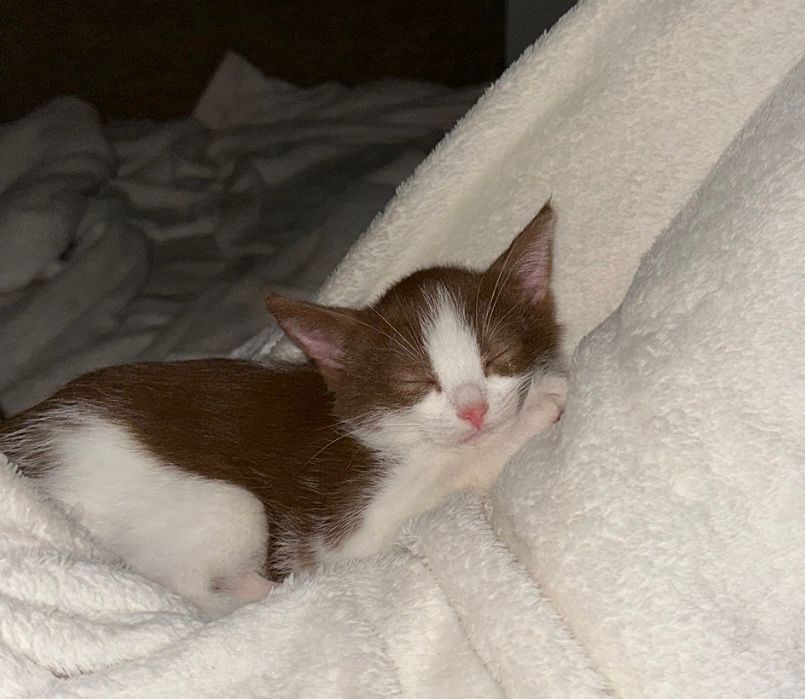 gattino smarrito a biella