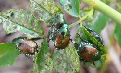 La Popillia Japonica è l’incubo d’estate: assalto a vigneti, orti e giardini