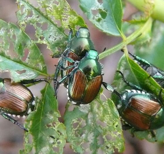 La Popillia Japonica è l’incubo d’estate: assalto a vigneti, orti e giardini