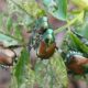 La Popillia Japonica è l’incubo d’estate: assalto a vigneti, orti e giardini