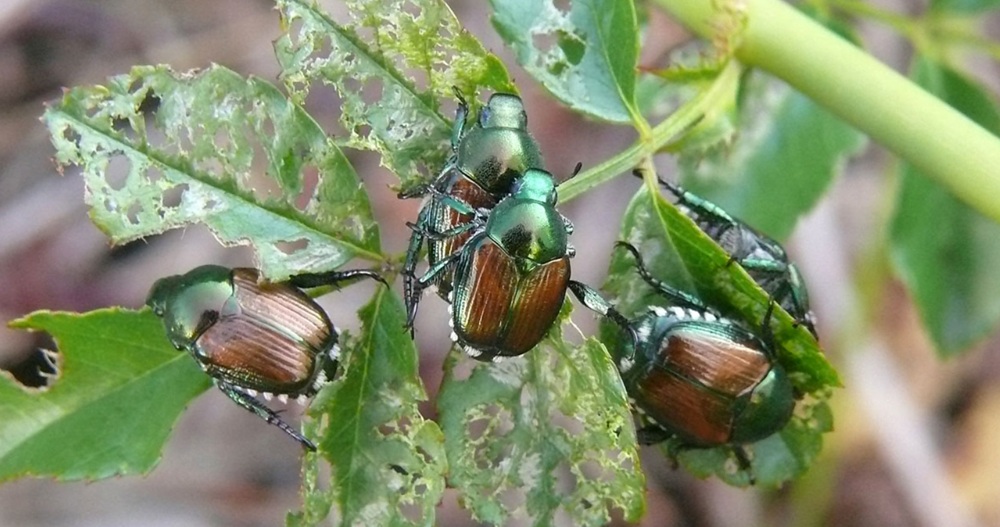 La Popillia Japonica è l’incubo d’estate: assalto a vigneti, orti e giardini