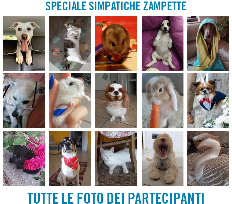 simpatiche zampette