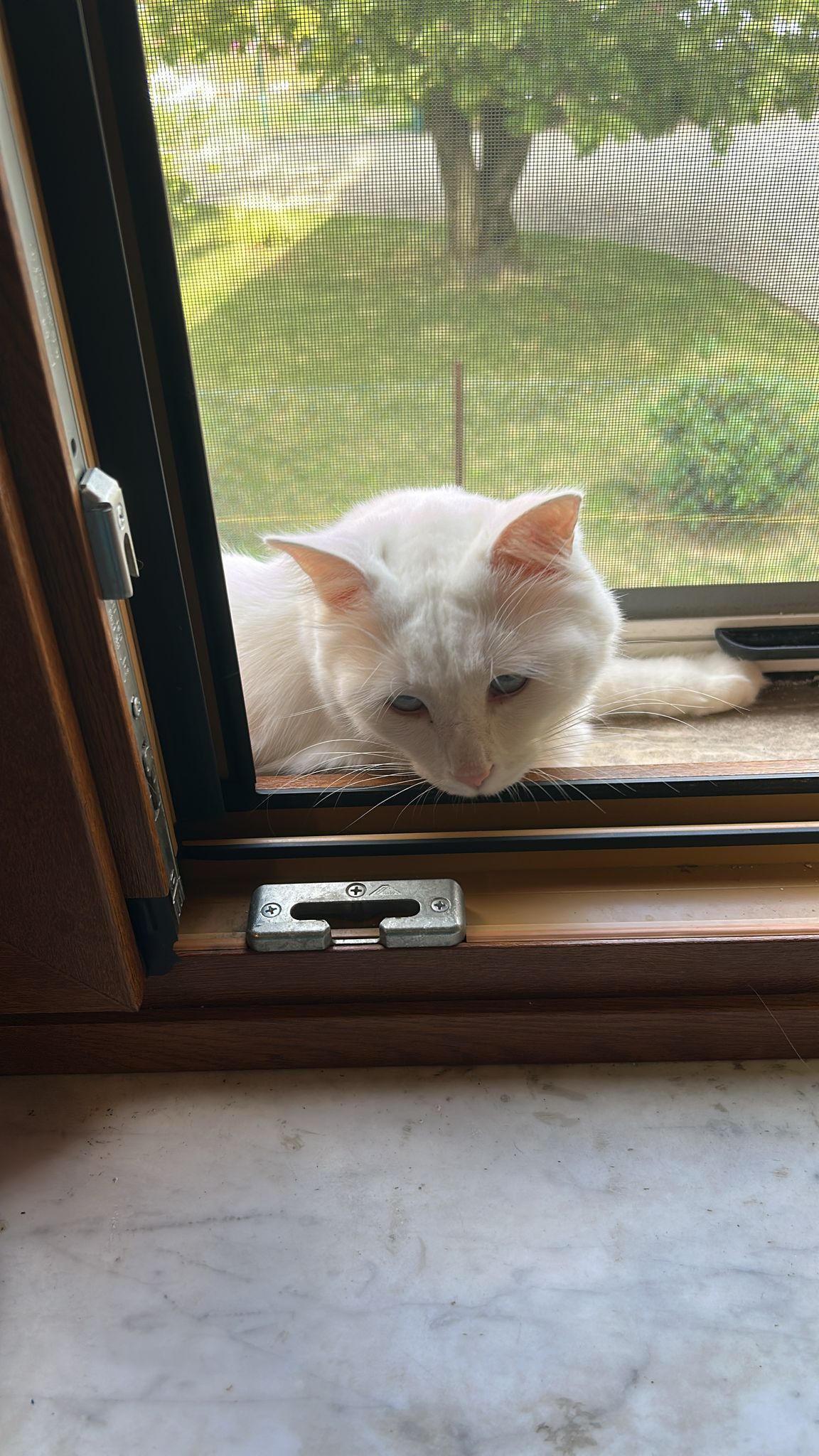 Sos Animali, il gatto Ice è sparito da tre giorni in zona Chiavazza