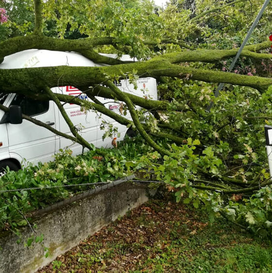 Pianta si abbatte su un furgone per il forte vento