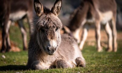 Asino investito a Netro: auto distrutta e animale morto nell’impatto