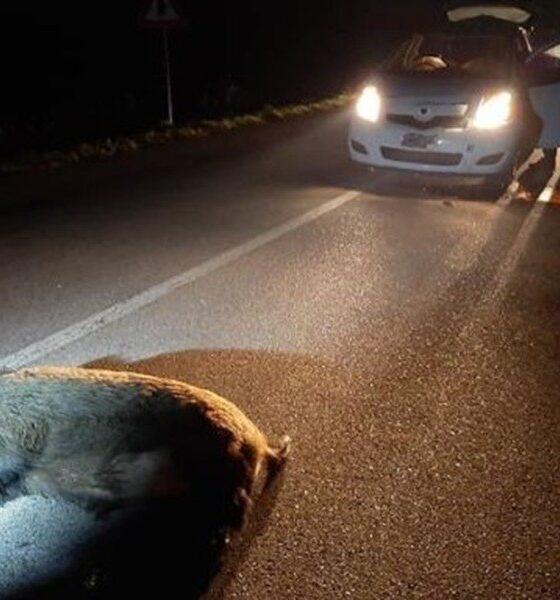 Cinghiale sbuca all’improvviso e un'auto lo travolge