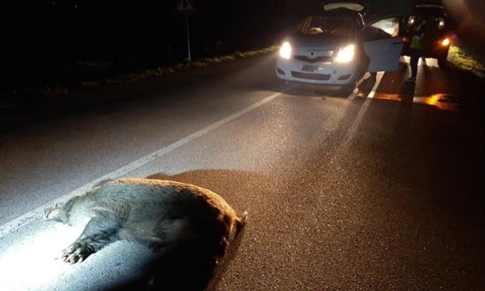 Cinghiale sbuca all’improvviso e un'auto lo travolge