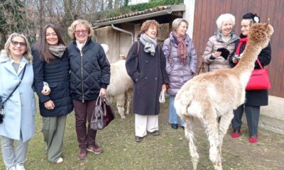 Anche nel Biellese nascono tessuti realizzati con il filo di alpaca