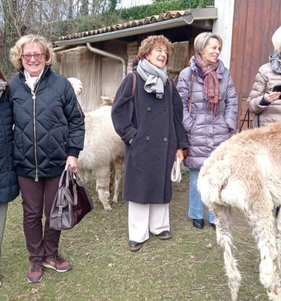 Anche nel Biellese nascono tessuti realizzati con il filo di alpaca