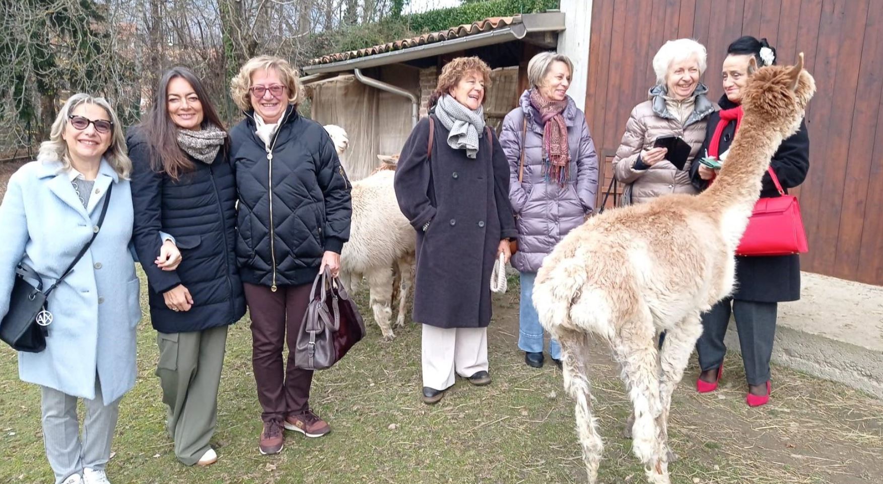 Anche nel Biellese nascono tessuti realizzati con il filo di alpaca