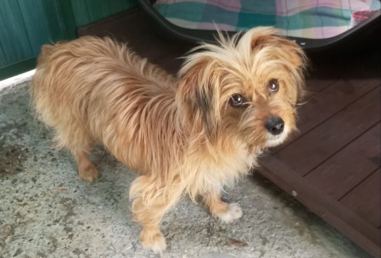 Lezione di yoga per aiutare il canile di Cossato