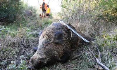 Testa mozzata di un cinghiale trovata lungo un sentiero