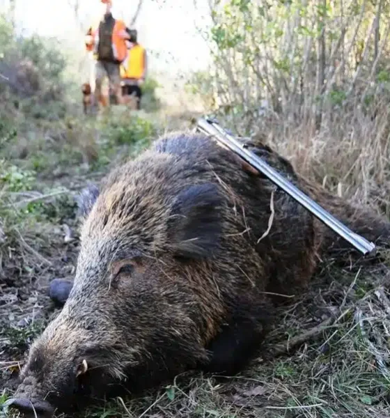 Testa mozzata di un cinghiale trovata lungo un sentiero