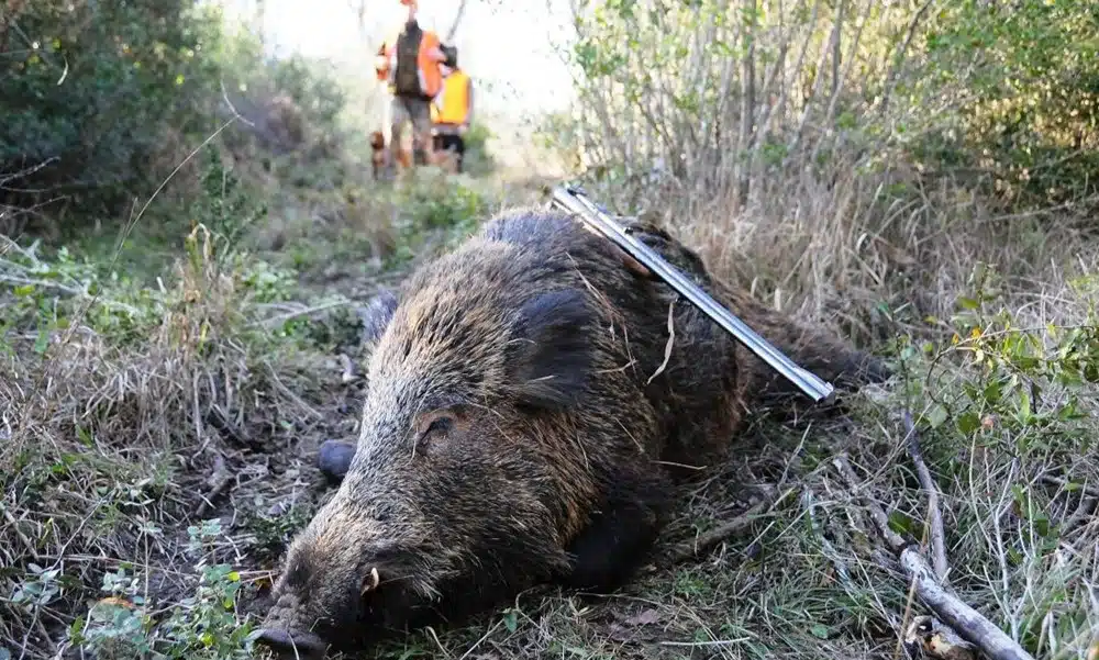 Testa mozzata di un cinghiale trovata lungo un sentiero