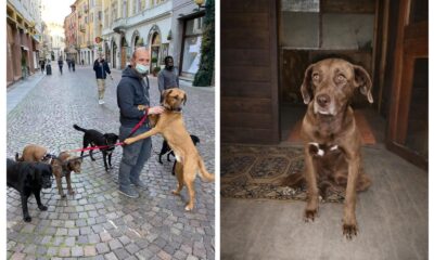 I cani di Matteo hanno bisogno di noi