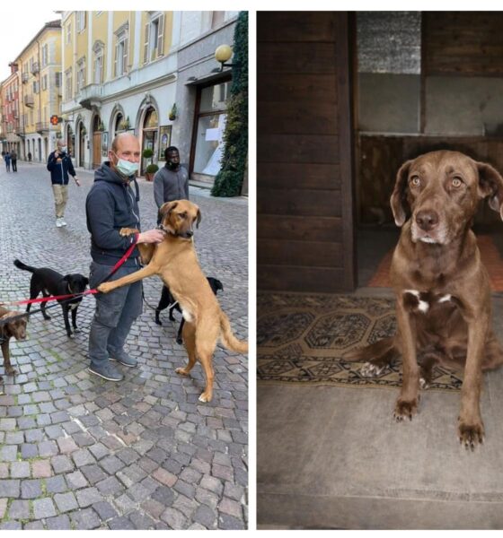 I cani di Matteo hanno bisogno di noi