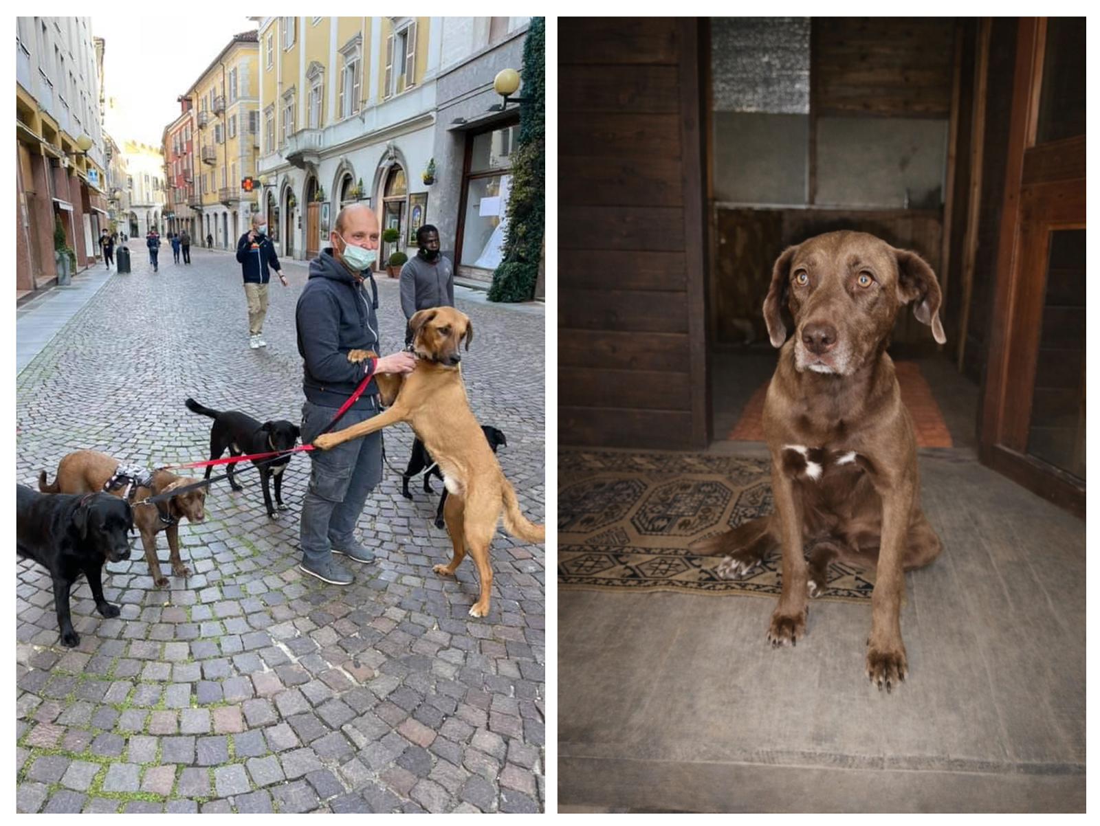 I cani di Matteo hanno bisogno di noi