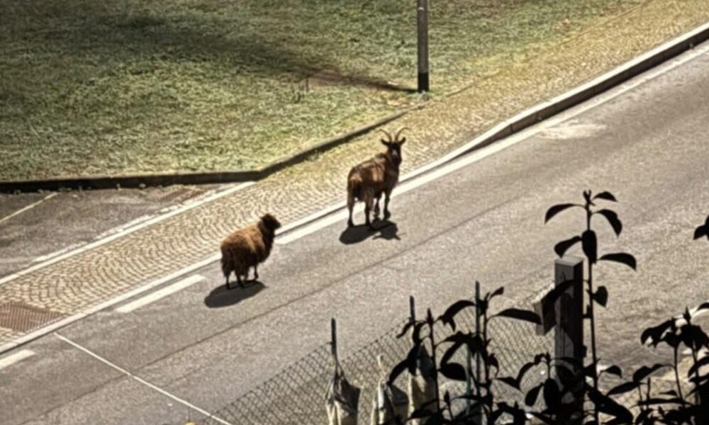 capra pecora zumaglia