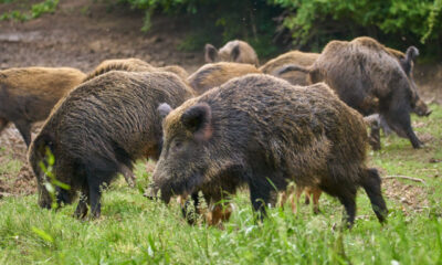 da oggi chiude la caccia