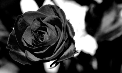 addio a stefano vitangeli