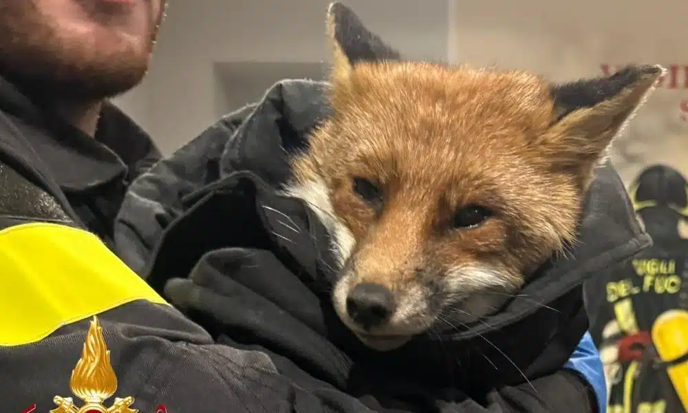 Volpe ferita resta intrappolata in un negozio: salvata dai vigili del fuoco