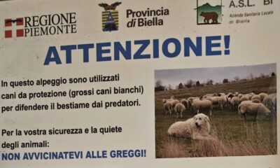 Quaregna Cerreto, donna rincorsa da un pastore maremmano