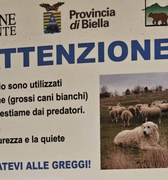 Quaregna Cerreto, donna rincorsa da un pastore maremmano