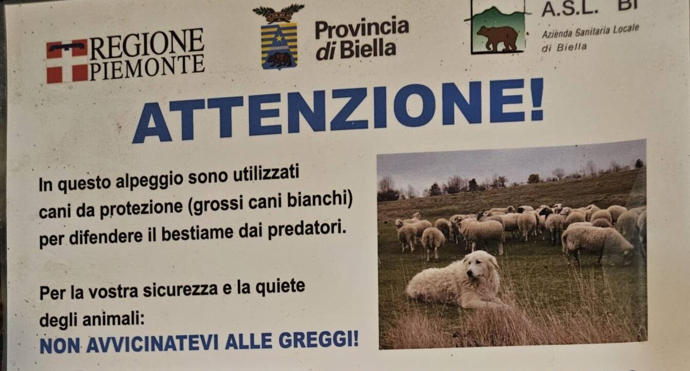 Quaregna Cerreto, donna rincorsa da un pastore maremmano