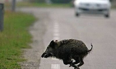 animale invade la carreggiata