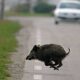 animale invade la carreggiata